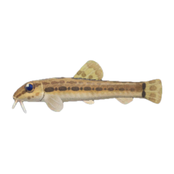 Loach Product Image