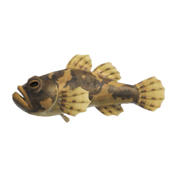Freshwater Goby Product Image