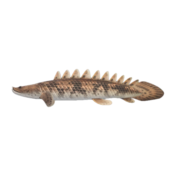 Saddled Bichir Product Image