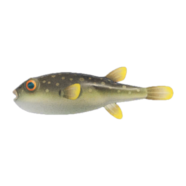Blowfish Product Image