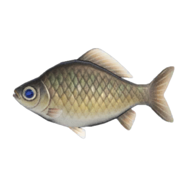 Crucian Carp Product Image