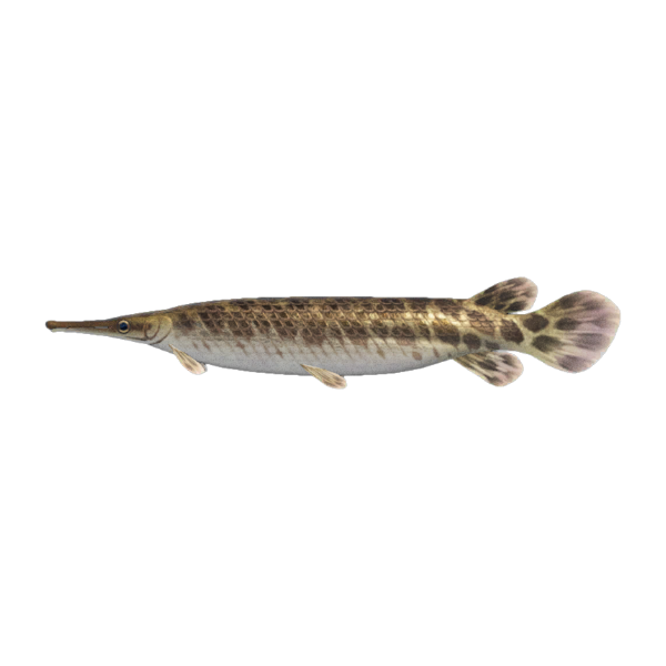 Gar Product Image
