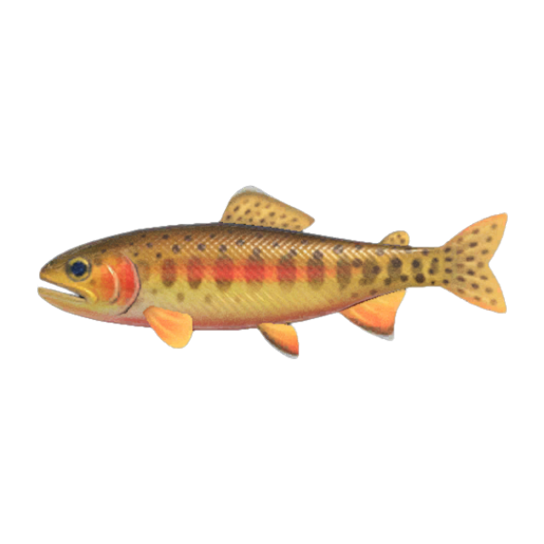 Golden Trout Product Image