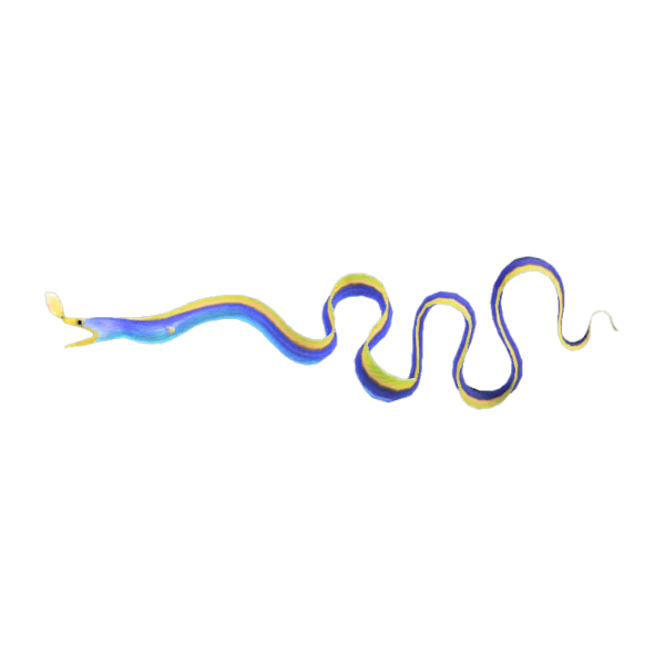 Ribbon Eel Product Image