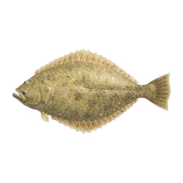 Olive Flounder Product Image