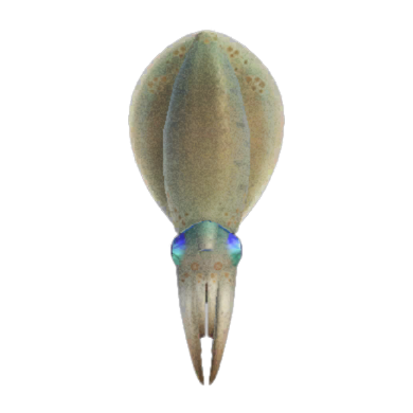 Squid Product Image
