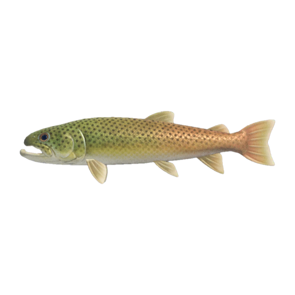 Stringfish Product Image