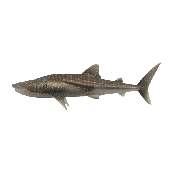 Whale Shark Product Image