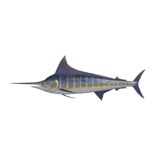 Blue Marlin Product Image