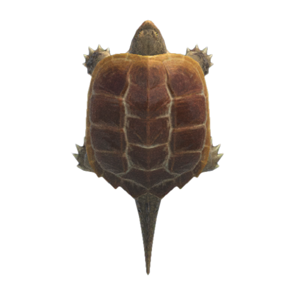 Snapping Turtle Product Image