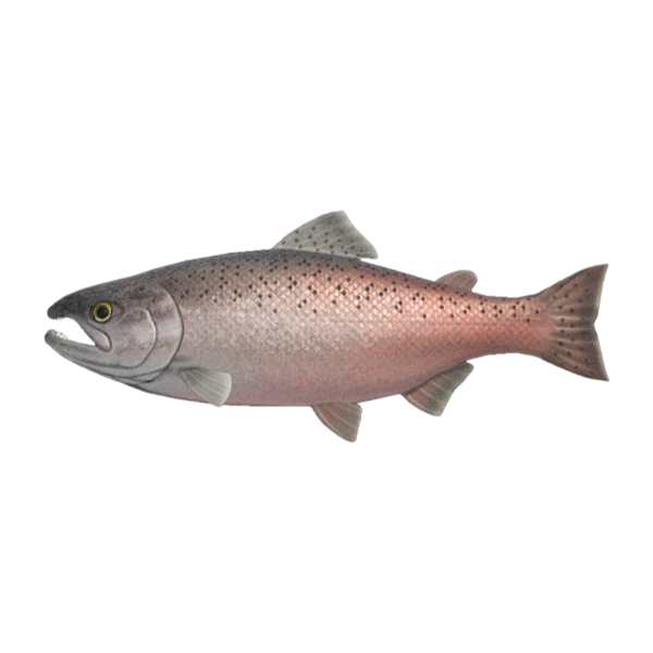 King Salmon Product Image