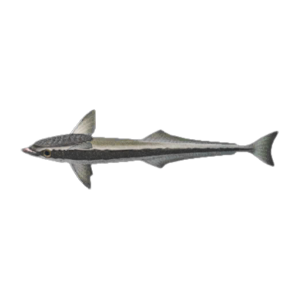 Suckerfish Product Image