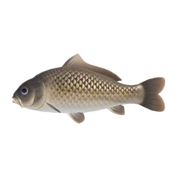 Carp Product Image