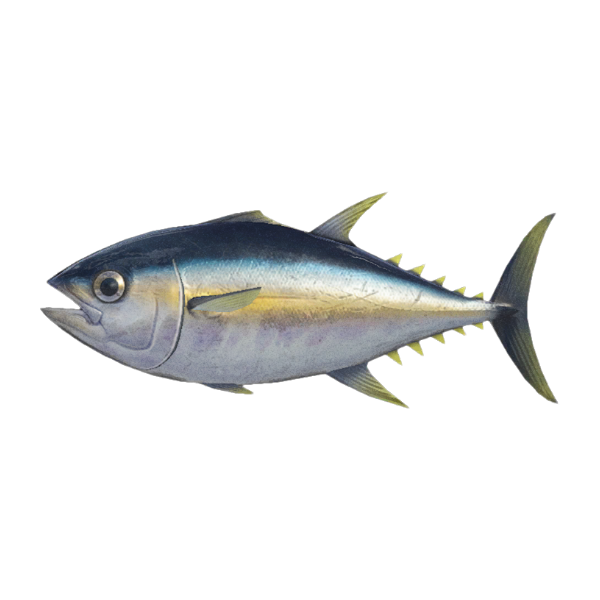Tuna Product Image