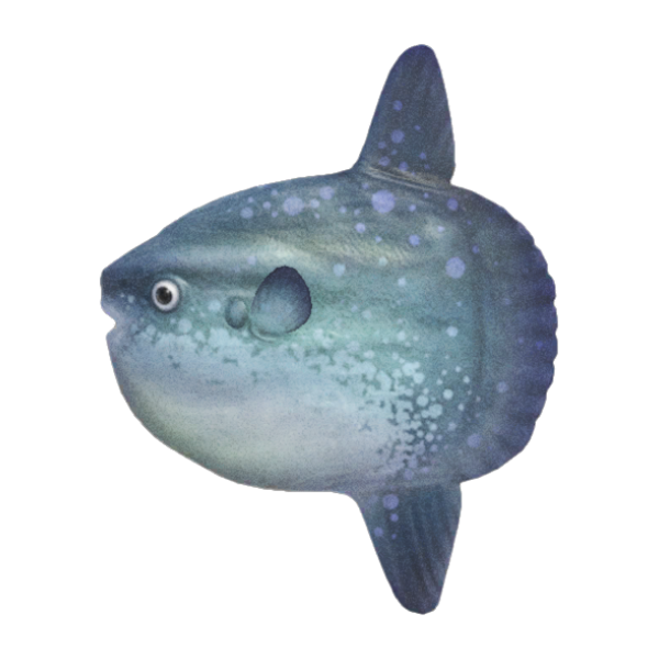 Ocean Sunfish Product Image
