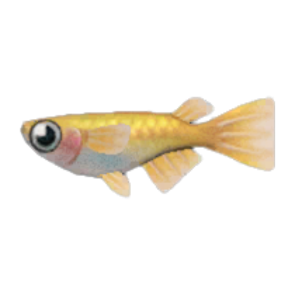 Killifish Product Image