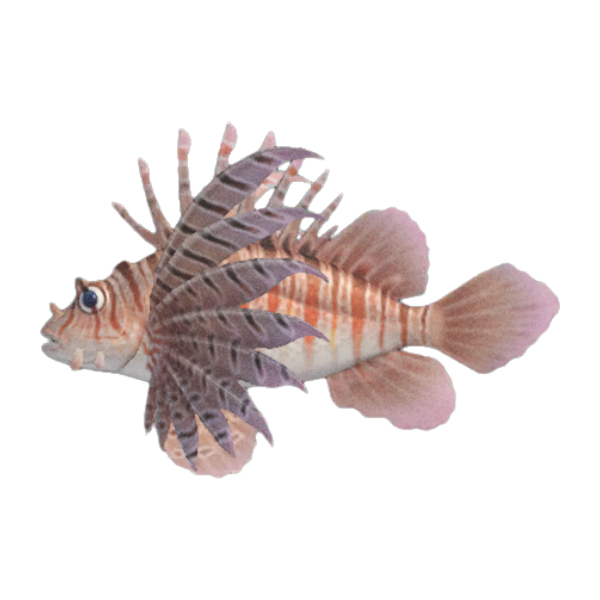 Zebra Turkeyfish Product Image