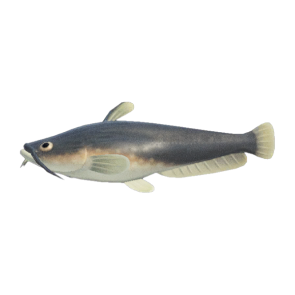 Catfish Product Image