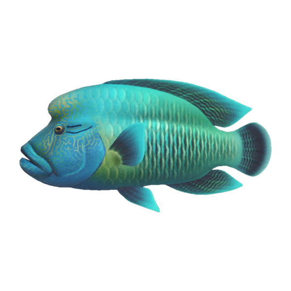 Napoleonfish Product Image