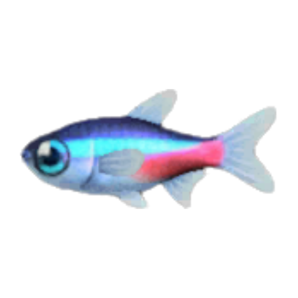 Neon Tetra Product Image