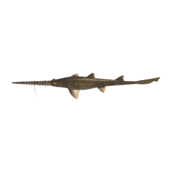 Saw Shark Product Image