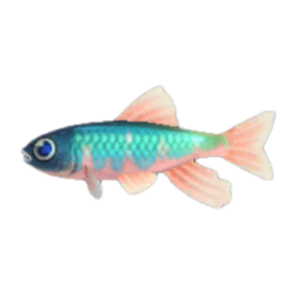 Pale Chub Product Image