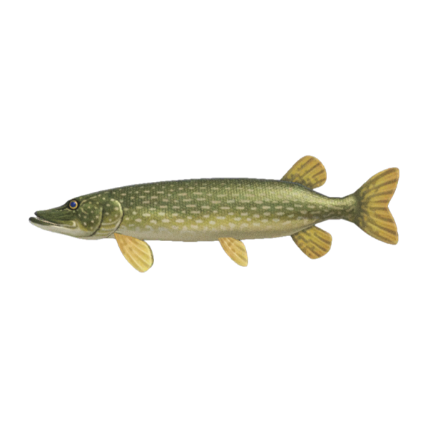 Pike Product Image