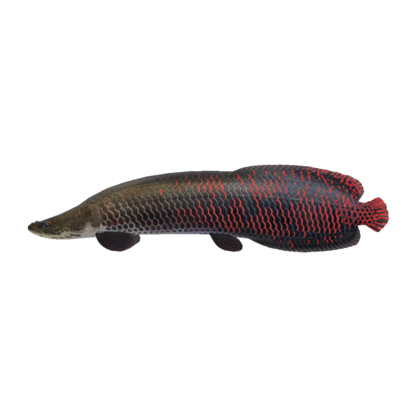 Arapaima Product Image