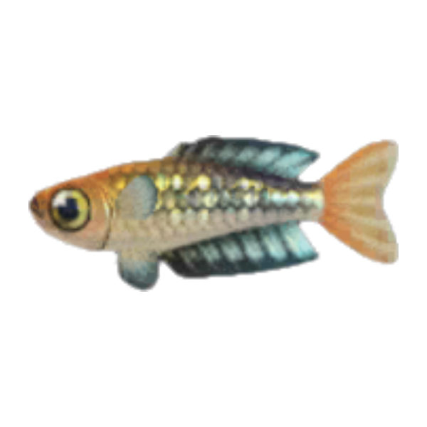 Rainbowfish Product Image