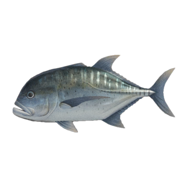 Giant Trevally Product Image