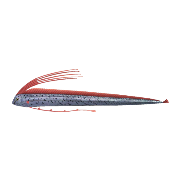 Oarfish Product Image