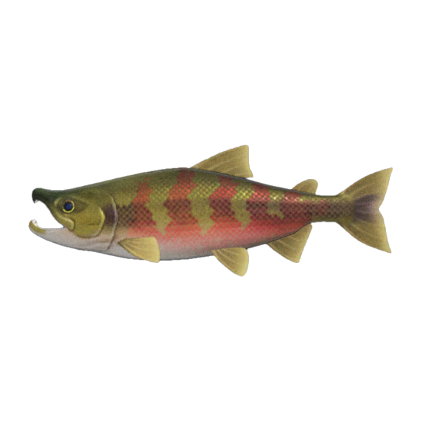 Salmon Product Image