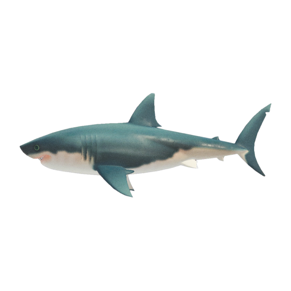Great White Shark Product Image