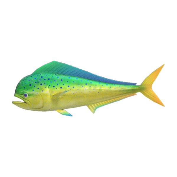 Mahi-Mahi Product Image