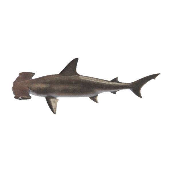 Hammerhead Shark Product Image
