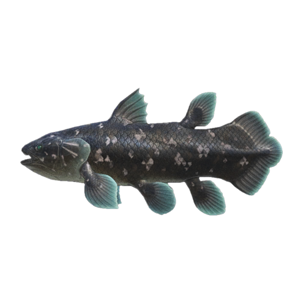 Coelacanth Product Image