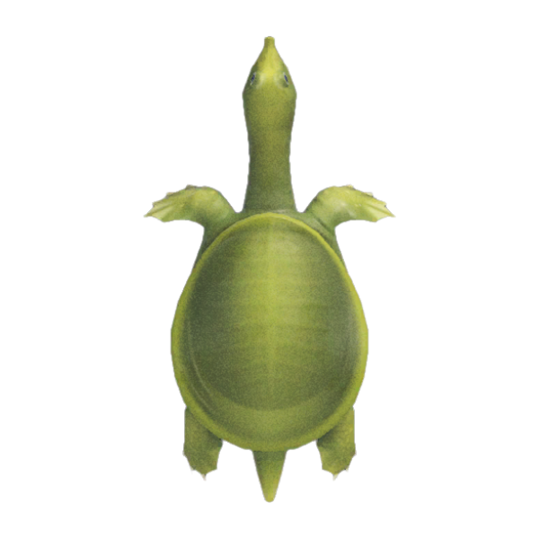Soft-Shelled Turtle Product Image