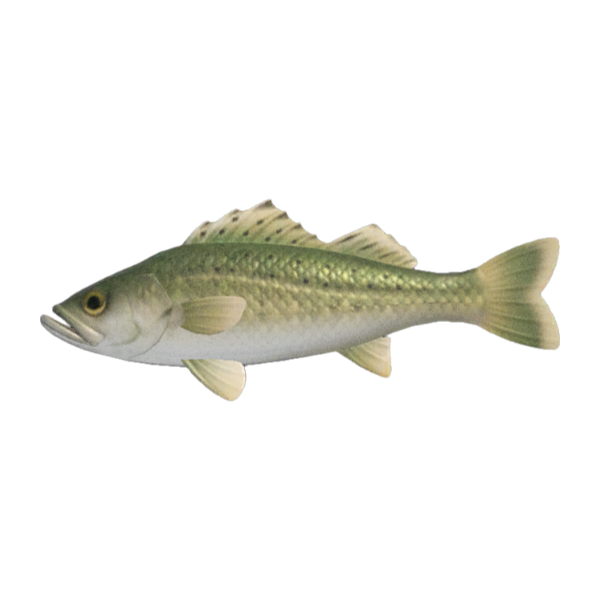 Sea Bass Product Image