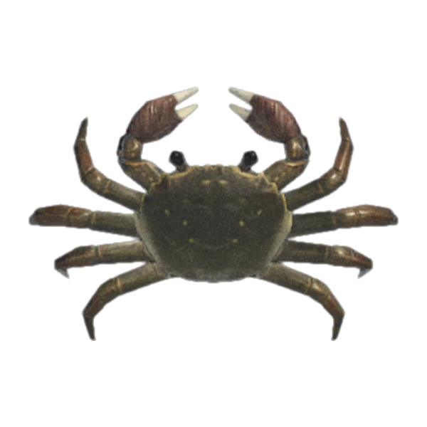 Mitten Crab Product Image