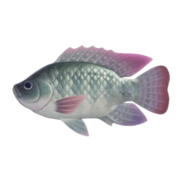 Tilapia Product Image