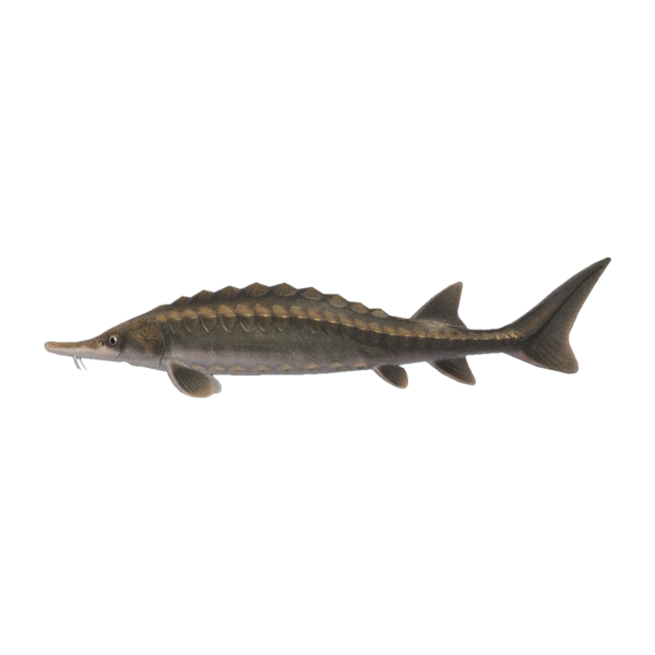 Sturgeon Product Image