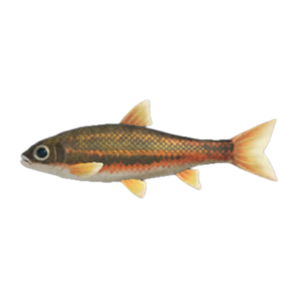 Dace Product Image