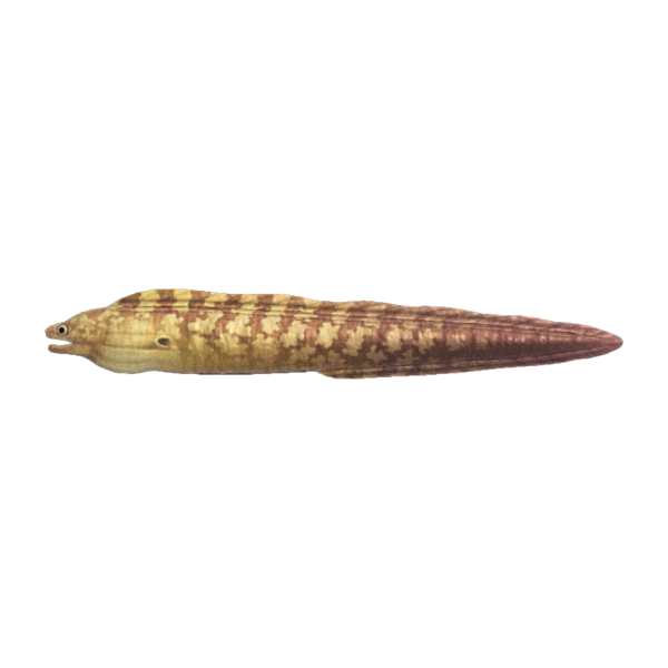 Moray Eel Product Image
