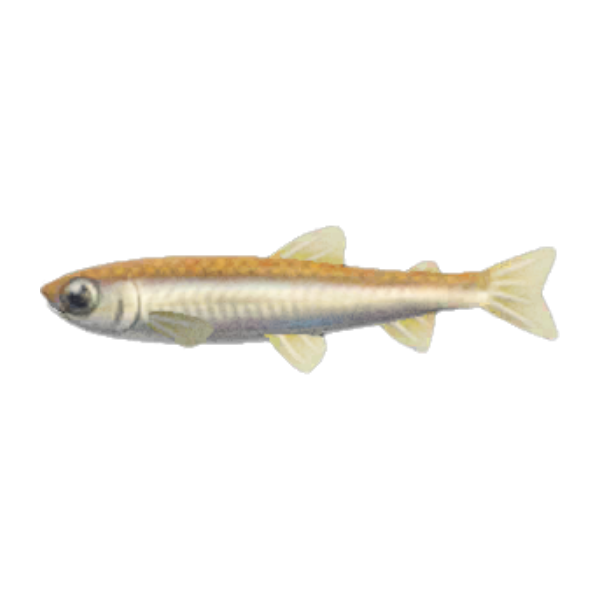 Pond Smelt Product Image