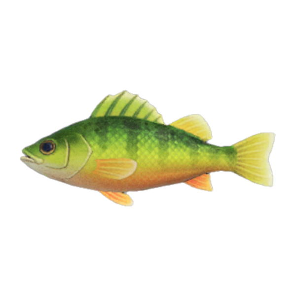Yellow Perch Product Image