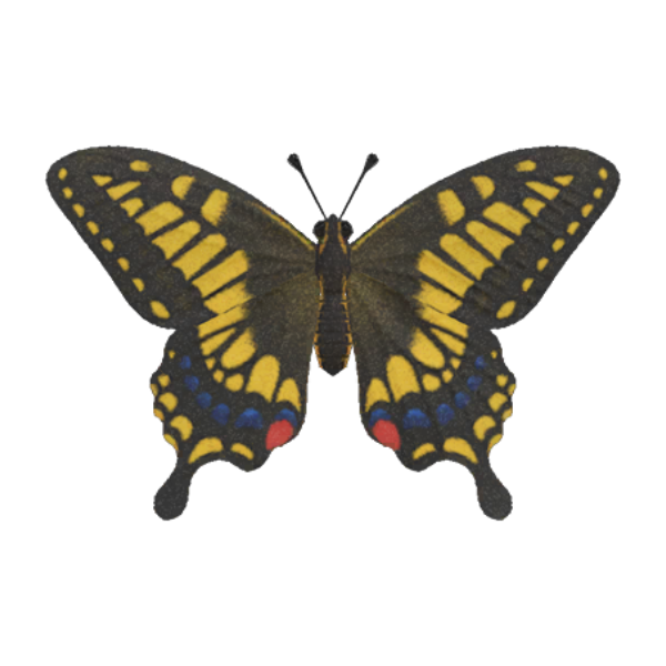 Tiger Butterfly Product Image