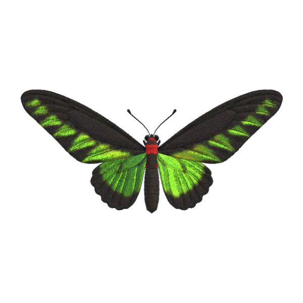 Rajah Brooke's Birdwing Product Image