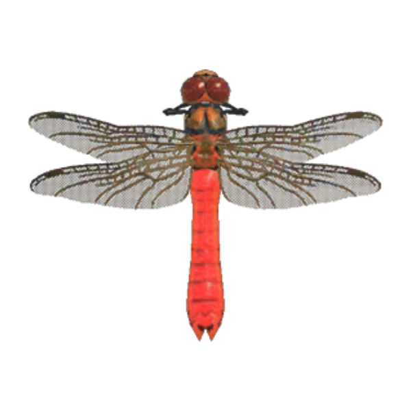 Red Dragonfly Product Image