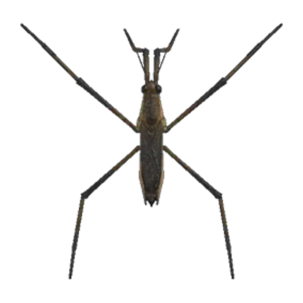 Pondskater Product Image