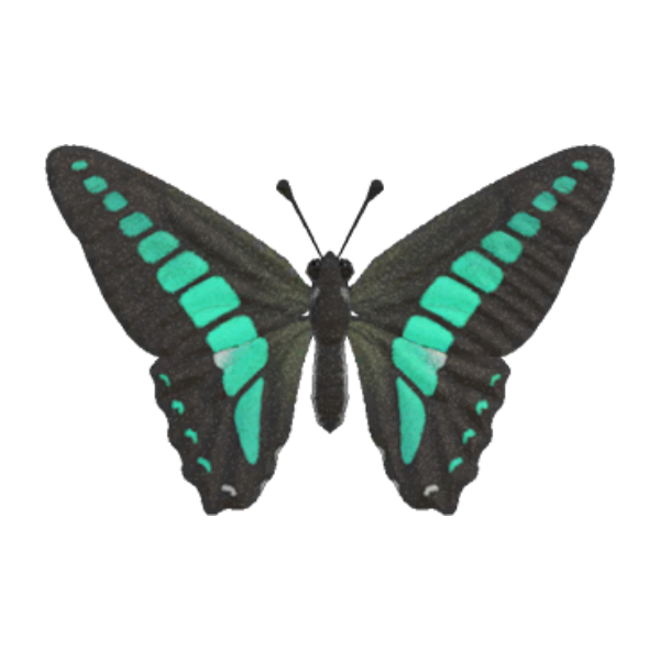 Common Bluebottle Product Image